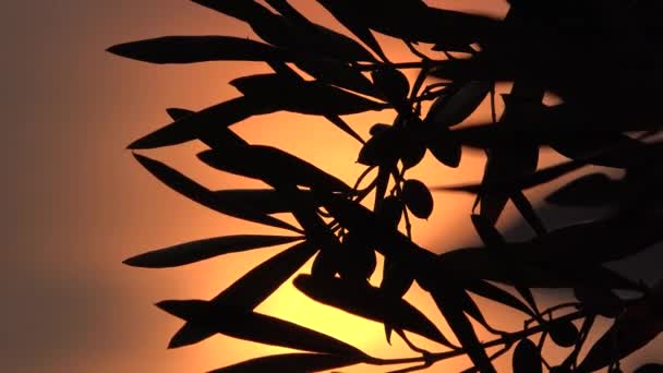 Olivträdgrenar Fruktträdgård Vid Solnedgången Grekland Jordbruksindustri Havsvågor Vid Stranden Skördar — Stockvideo