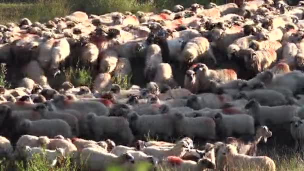 Sheep Mountains Farming Herding Flock Lambs Grazing Hill Shepherd Domestic — 图库视频影像