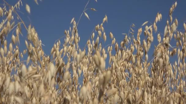 Rye Wheat Agriculture Crop Field Ripe Grains Cereals Harvest Countryside — Vídeo de Stock