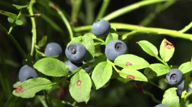 Huckleberry Bush in Wood, Berries, Forest Fruit in Mountains, Wild Bilberries, Blueberries, Huckleberries, Vaccinium Corymbosum