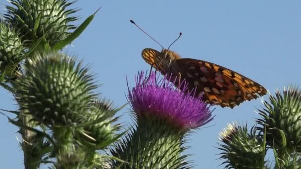 Flying Butterfly Insects Collecting Pollen Thorns Flower Bee Pollinating Thistles — Video Stock