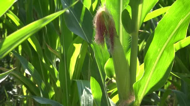 Corn Cobs Maize Field Cultivated Land Cereals Maize Harvest Agriculture — Wideo stockowe
