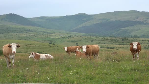 Vacas Grazing Mountains Campo Agrícola Retrato Carne Pastando Prado Animais — Vídeo de Stock