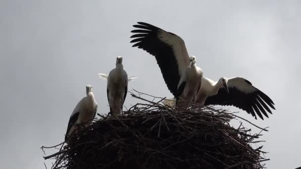 Flying Storks Flock Storks Sky Stork Nest Pole Baby Birds — стокове відео