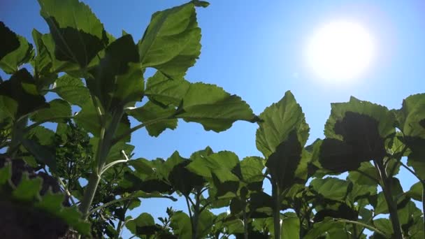 农田中的向日葵 未成熟蔬菜作物 耕地景观 — 图库视频影像