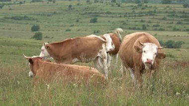 Dağlarda otlayan İnekler Tarım Alanında Sığır Portresi Çayırda Çayırda Çayırda Çayırdaki Hayvanlar, Kırsal Köy