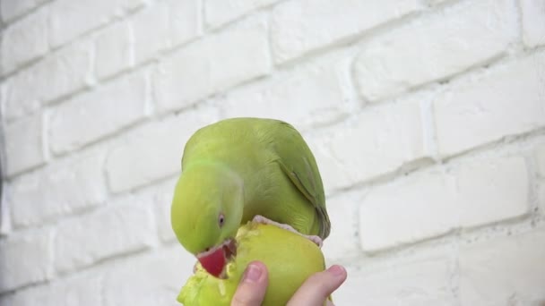 Papegoja Äter Äpple Alexandrine Parakeet Fågel Äter Frukt Barn Kid — Stockvideo