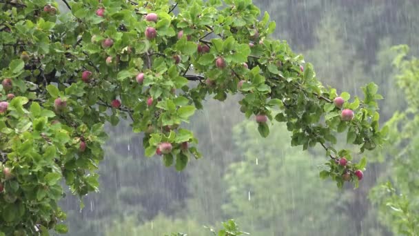 Rain Torrential Raining Inundation Flooding Storm Rainy Day Apple Branches — Vídeos de Stock