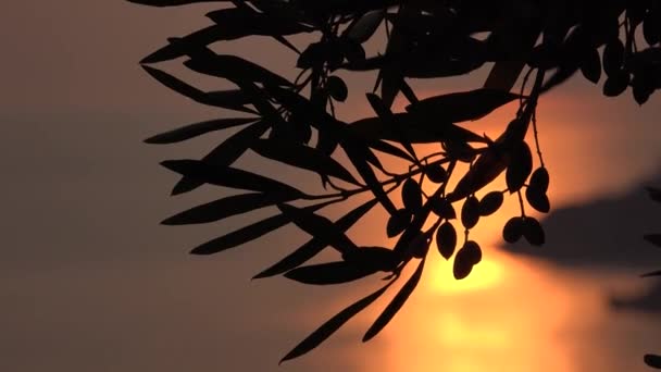 希腊农业产业日落时果园中的橄榄树分枝 海滩上的海浪 收获景观 — 图库视频影像