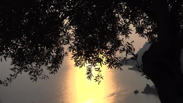 가지들 그리스 세트의 그리스 해변의 추수하는 — 비디오