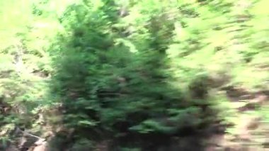 Forest Road 'dan Araba Sürme, Highway' den Trafik, Window View, Pov Oto İzleme Doğa Manzarası, Pov