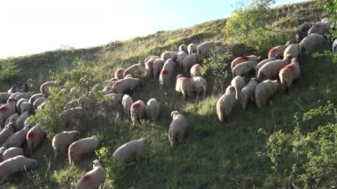 Sheep in Mountains, Farming, Herding Flock of Lambs Grazing Hill, Shepherd Domestic Animals, Pastoral View
