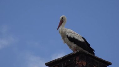 Stork on Chimney, Bird on House Horn at Countryside, Rustic View, Wildlife Animals in Natural Environment