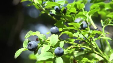 Huckleberry Bush in Wood, Berries, Forest Fruit in Mountains, Wild Bilberries, Blueberries, Huckleberries, Vaccinium Corymbosum