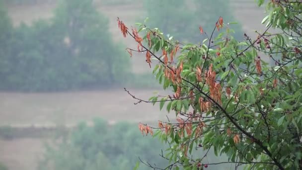Rain Torrential Raining Cherry Trees Orchard Rainy Fruits Branches Agriculture — Wideo stockowe