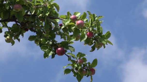 Apple Trees Orchard Branches Apple Agriculture View Healthy Growing Fruits — Vídeo de Stock