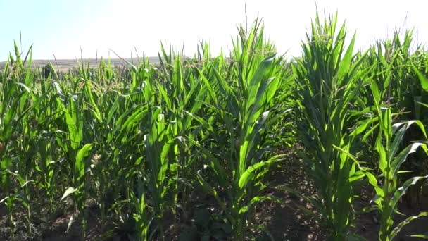 Corn Field Cultivated Land Cereals Maize Harvest Agriculture Crops Agrarian — Stockvideo
