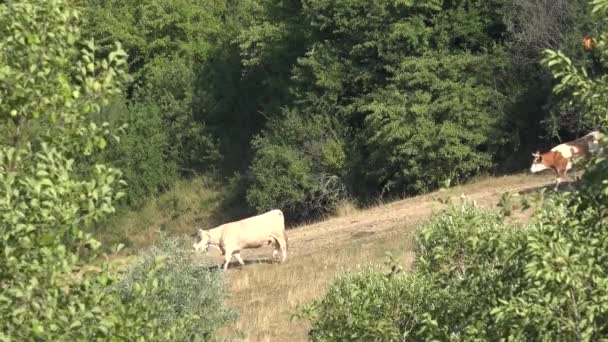 Cows Grazing Mountains Agriculture Field Beefs Pasturing Meadow Cattles Animals — Stockvideo