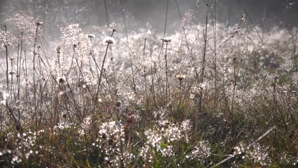 Dew Fog Dandelion Flower Foggy Smoke Magic Mystical Glade Frosted — стоковое видео
