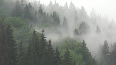 Dağlarda Sis, Bulutlar Şiddetli Yağmurlu Gün, Bulutlu Mistik Sisli Orman, Fırtınalı Sis Dumanı, Alp Ormanı Bulutlu Orman