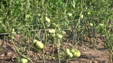 Tomatoes in Garden, Cultivated Unripe Tomato Vegetables Land, Healthy Food at Countryside