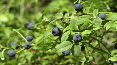 Huckleberry Bush in Wood, Berries, Forest Fruit in Mountains, Wild Bilberries, Blueberries, Huckleberries, Vaccinium Corymbosum