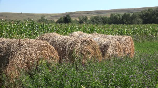 Straw Bale Agriculture Field Forage Pigs Cows Sheep Animals Cultivated — Stock videók