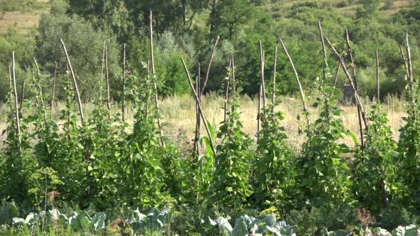 Beans Garden Cultivated Unripe Bean Vegetables Land Healthy Food Countryside — Vídeo de stock