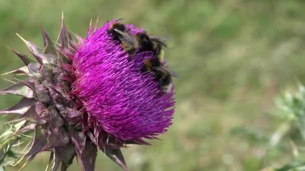 Flying Bumble Bees Insetti Raccolta Polline Spine Fiore Cardi Impollinatori — Video Stock