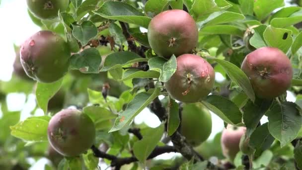 Apple Tree Orchard Branches Apple Rain Agriculture View Healthy Growing — Stock Video