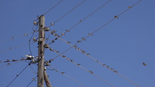 Birds Flock Swallows Flying Crowd Birds Electric Wires Black Bird — Stockvideo