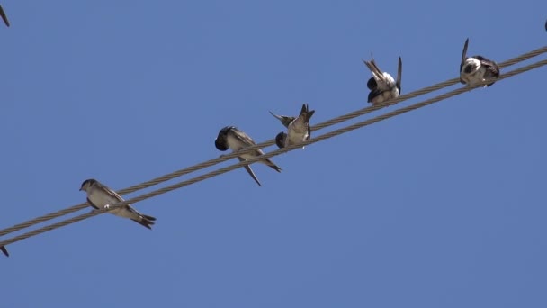 Birds Flock Swallows Flying Crowd Birds Electric Wires Black Bird — Wideo stockowe