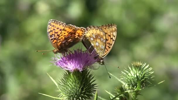 Butterfly Gathering Pollen Thorns Flower Flying Bee Insects Pollinating Thistles — Stock video