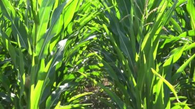 Corn Field, Cultivated Land, Cereals, Maize Harvest, Crops, Agrarian Farming Production, Agriculture Industry