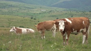 Dağlarda otlayan İnekler Tarım Alanında Sığır Portresi Çayırda Çayırda Çayırda Çayırdaki Hayvanlar, Kırsal Köy