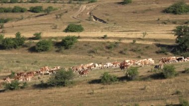 Cows Grazing in Mountains Agriculture Field, Beefs Pasturing on Meadow, Cattles Animals in Pasture, Farming, Countryside Village