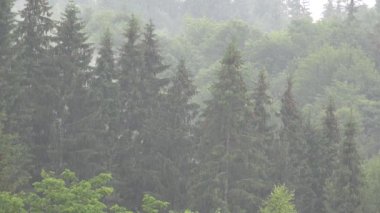 Sis, Foggy Smoke Magic Mystical Glade, Meadow on Mountains, Gizemli Korkutucu Alp Sahnesi