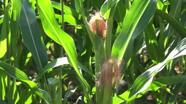 Corn Field Cultivated Land Cereals Maize Harvest Crops Agrarian Farming — Vídeo de Stock