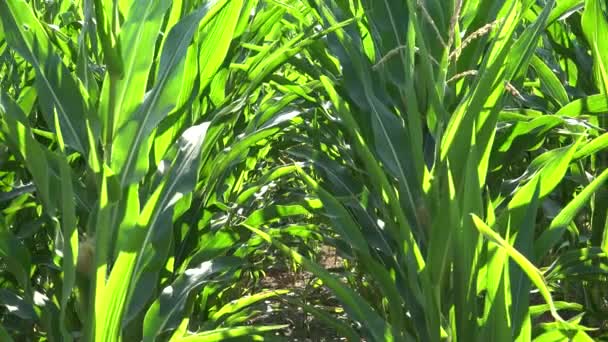 Кукурузное Поле Посевная Земля Зерновые Культуры Кукурузный Урожай Зерновые Культуры — стоковое видео
