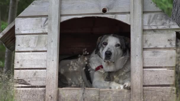 チェーンの犬家に座って 山の森で雨によって動物の避難所を守る — ストック動画
