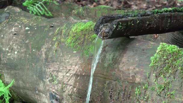 Agua Potable Las Montañas Río Bosque Agua Potable Fluyendo Abrevadero — Vídeo de stock