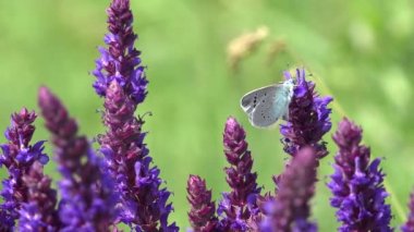 Kelebek Tarlada Lavanta Çiçeğinde Uçuyor, Polen Topluyor, Pierinae Böcekleri Bahçede Bitkiler, Tozlaşma