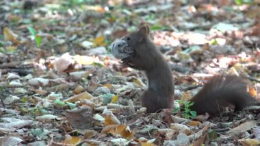 Funny Playful Squirrel Searching Food, Eating Socks Garbage in Forest, Autumn View 4K