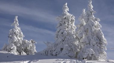 Kar, kış manzarası, dağ manzarası, kayak merkezi, kozalaklı orman, firavun, dağlık arazi, kayak sporu.