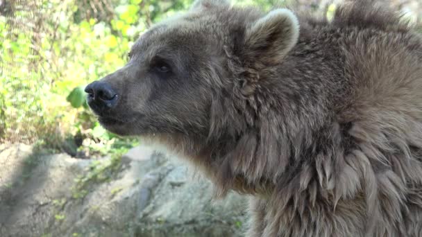 Brown Bear Forest Closeup Natural Environment Wildlife Nature Wild Animal — Vídeos de Stock