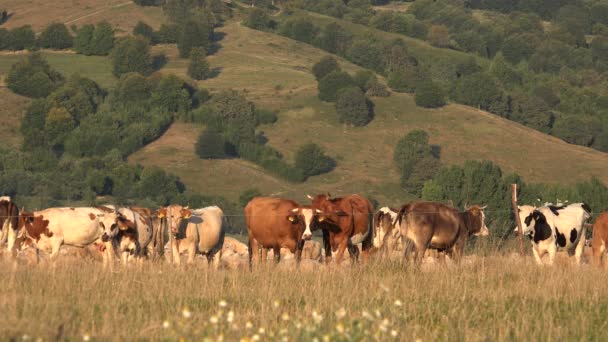 牧草地で放牧牛 牧草地で放牧牛の肖像画 牧草地農業の動物 田舎の村 — ストック動画