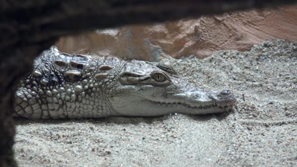 Krokodil Wüstengebiet Baby Nilkrokodil Sand Schwimmender Alligator Wasser Krokodylus Niloticus — Stockvideo