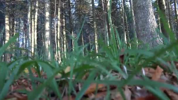 Spacer Lesie Camping Śledzenie Liści Liści Promienie Słońca Gałęzie Promieni — Wideo stockowe