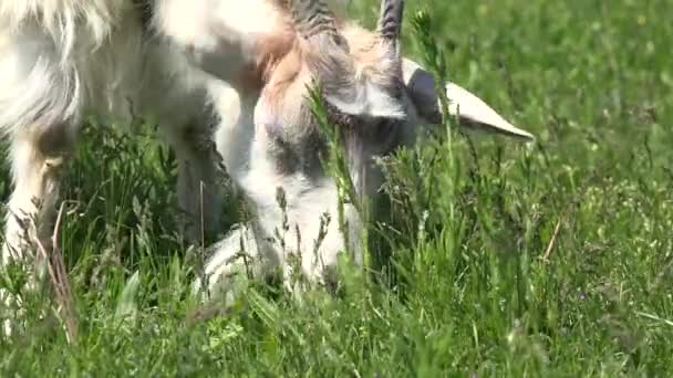Goat Grazing Mountains Farming Domestic Animals Lambkin Eating Close Head — Stock Video