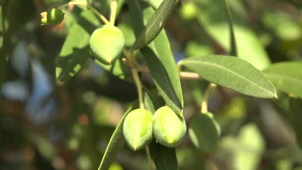 Olives Tree Branches Orchard Sunset Agriculture Oil Industry Harvesting Plantation — Stock Video